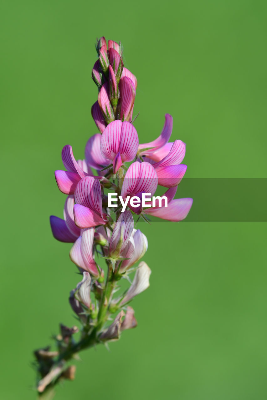 Close up of common sainfoin in bloom