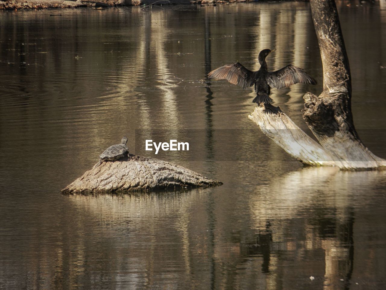 DUCKS SWIMMING ON LAKE