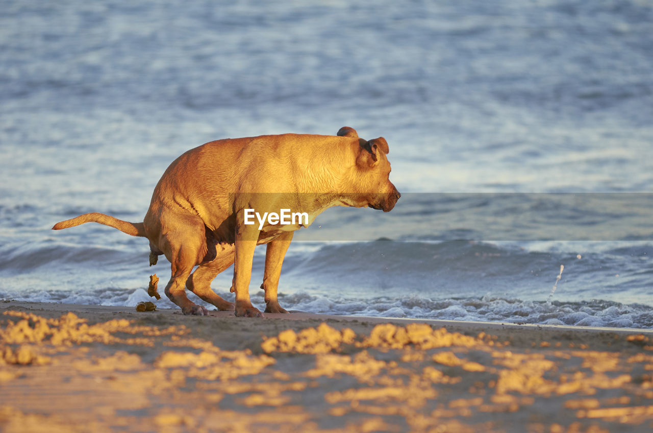 VIEW OF A HORSE ON BEACH