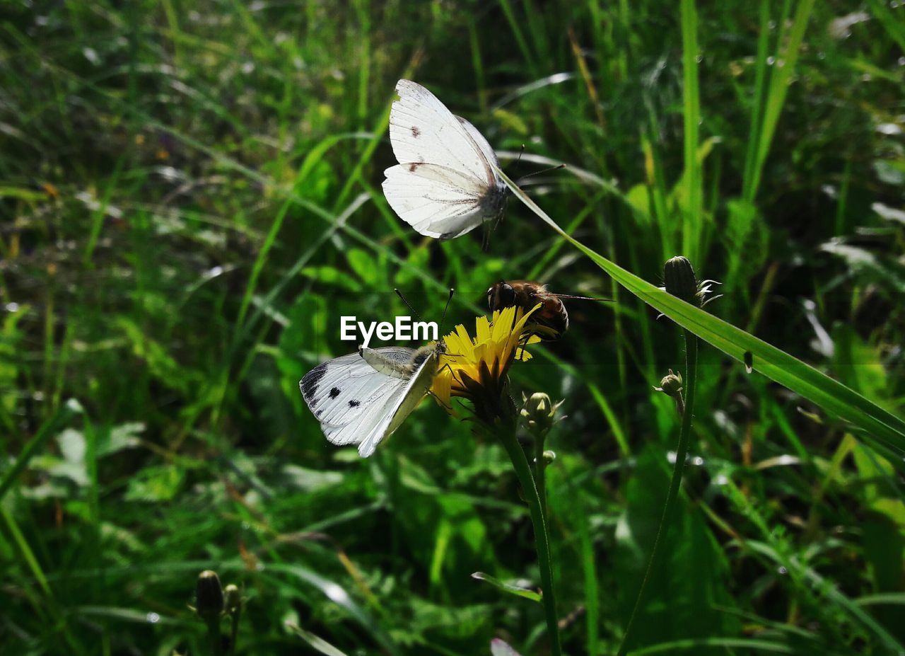 Close-up of butterflies on flower