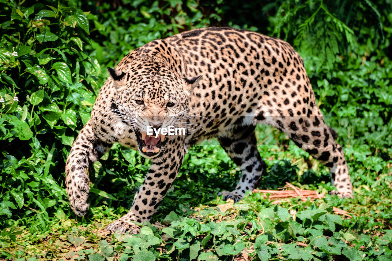 TIGER IN A RELAXED ANIMAL