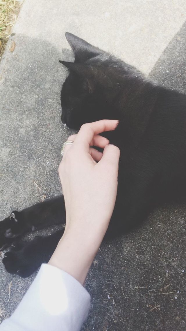 Cropped image of woman hand stroking black cat