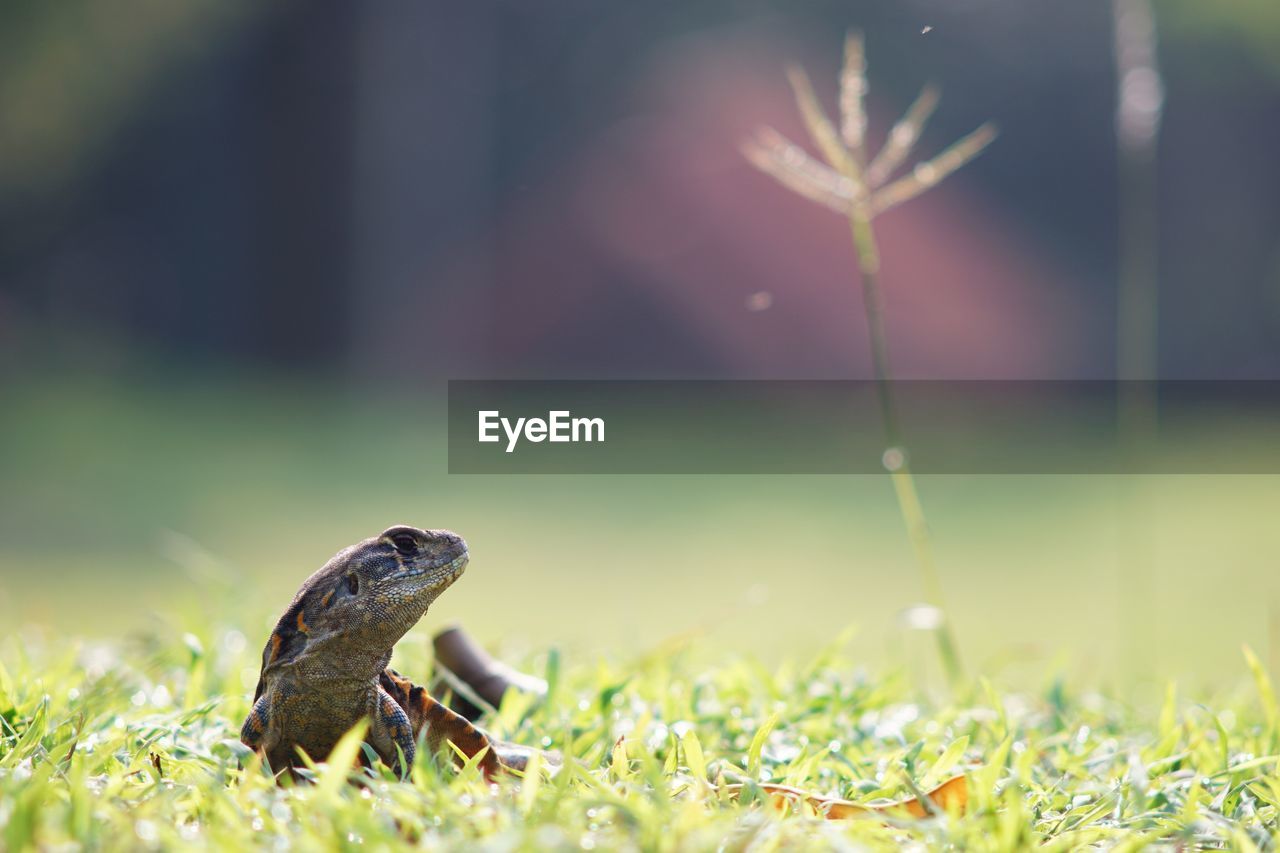 Close-up of an animal on grassy field