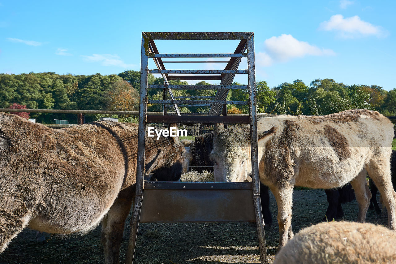 VIEW OF A HORSE