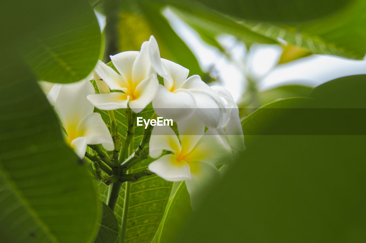 Close-up of white flowering plant