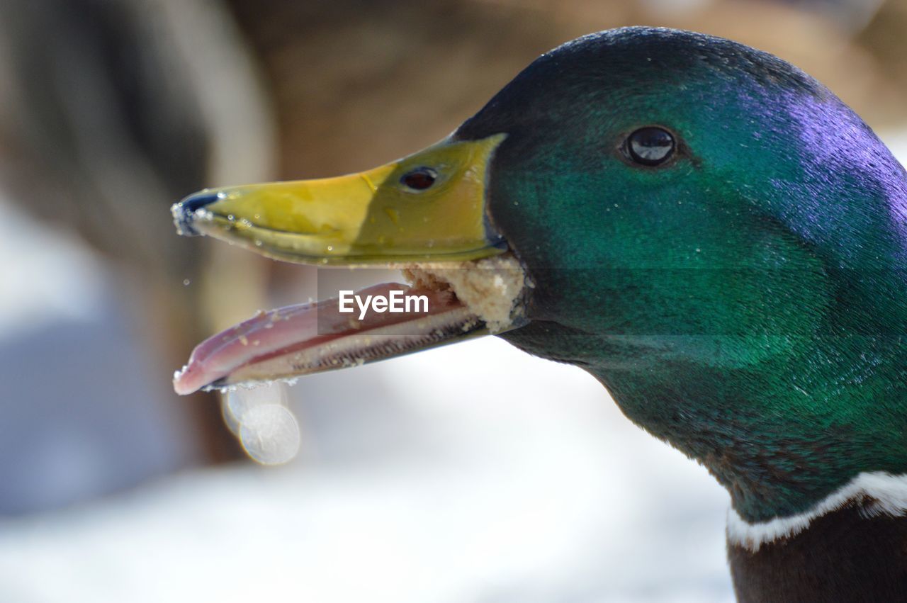 Close-up side view of a bird against blurred background