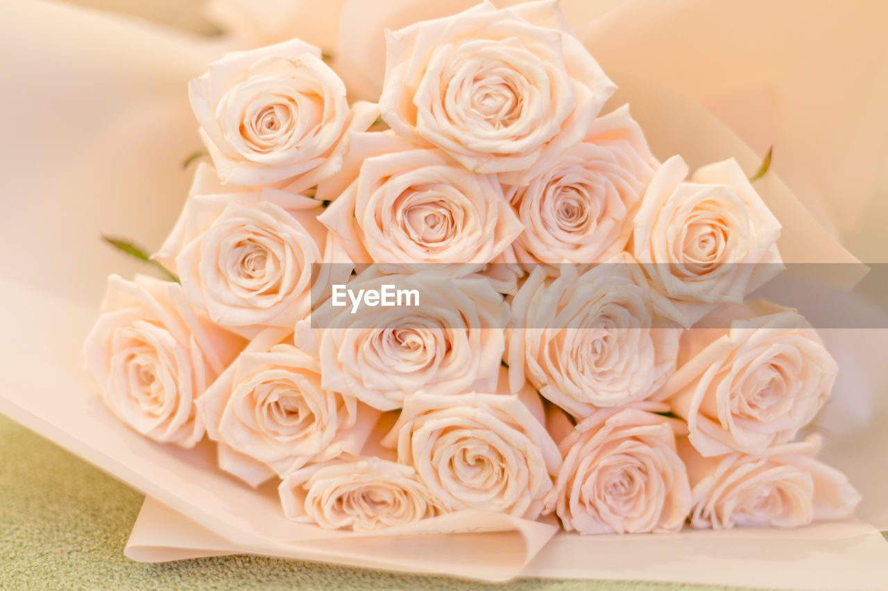 CLOSE-UP OF ROSES ON WHITE ROSE