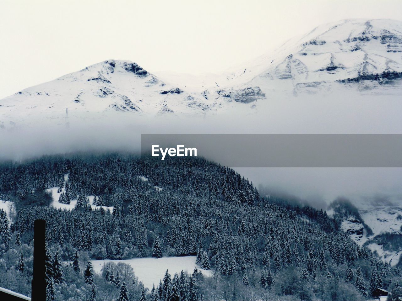 Tree on snow covered landscape