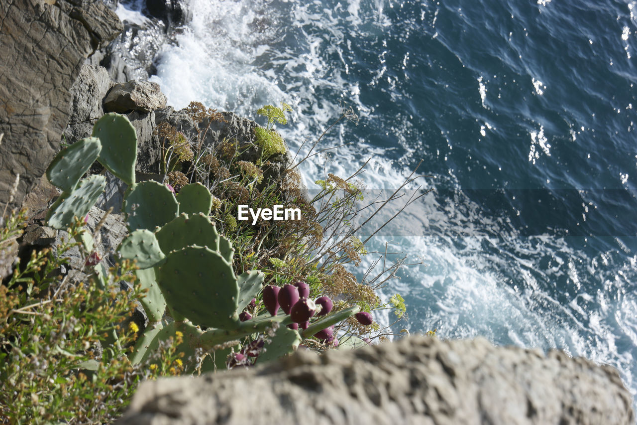 High angle view of prickly pear cactus on rock by sea