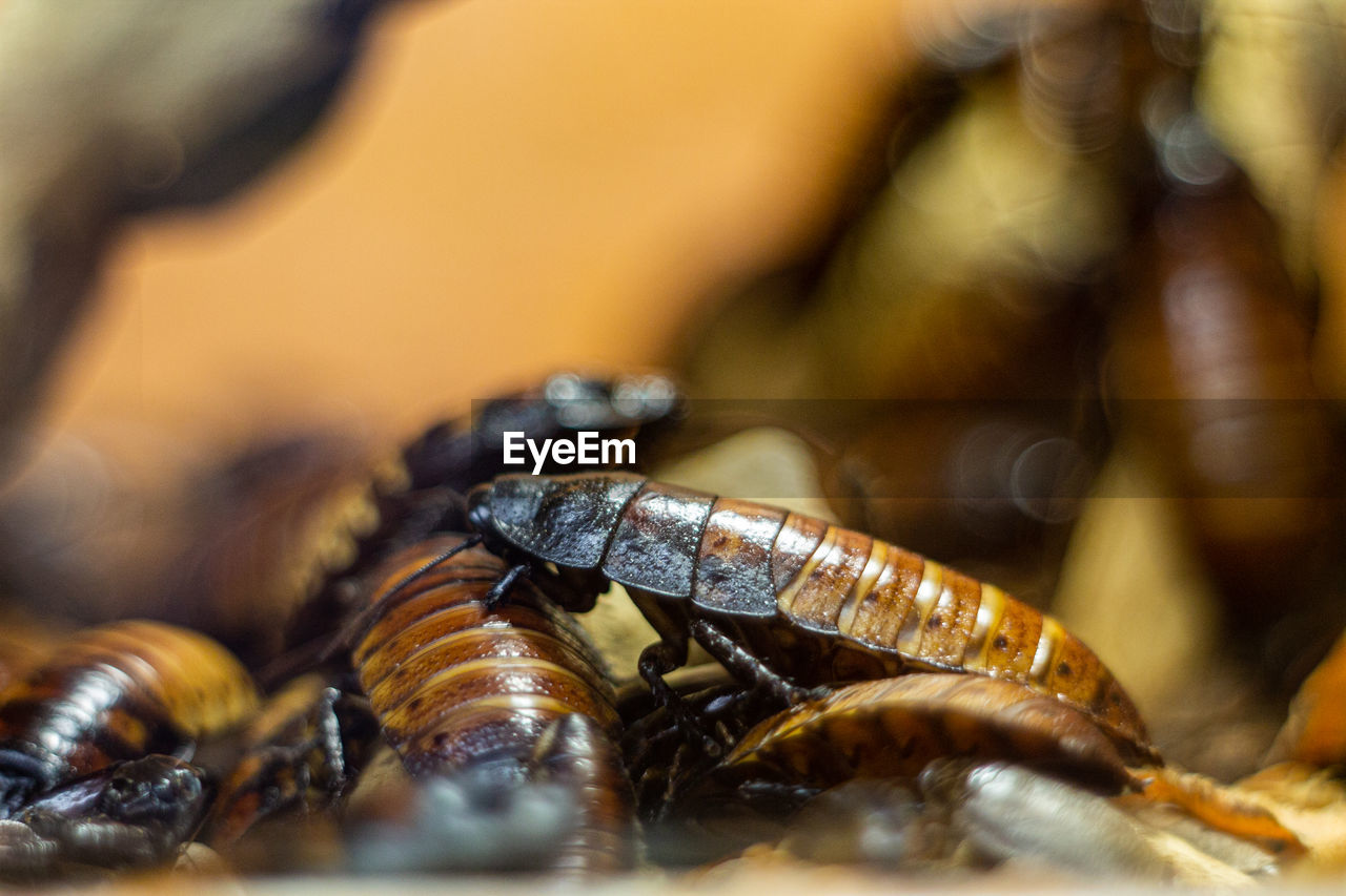 CLOSE-UP OF HONEY BEE