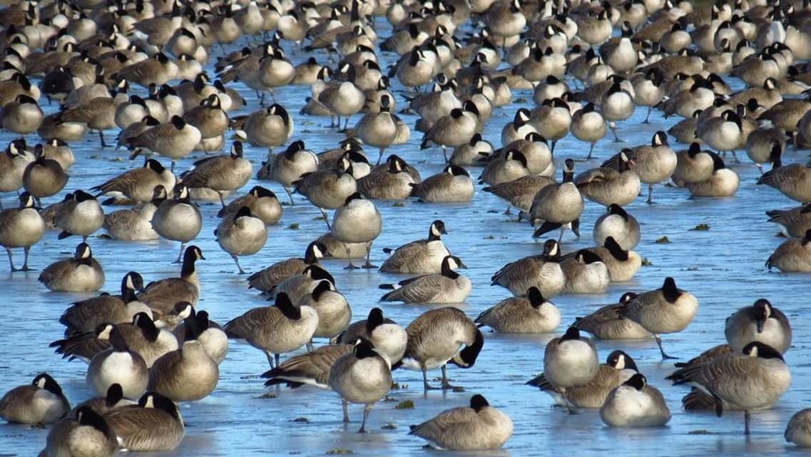 VIEW OF BIRDS IN WATER