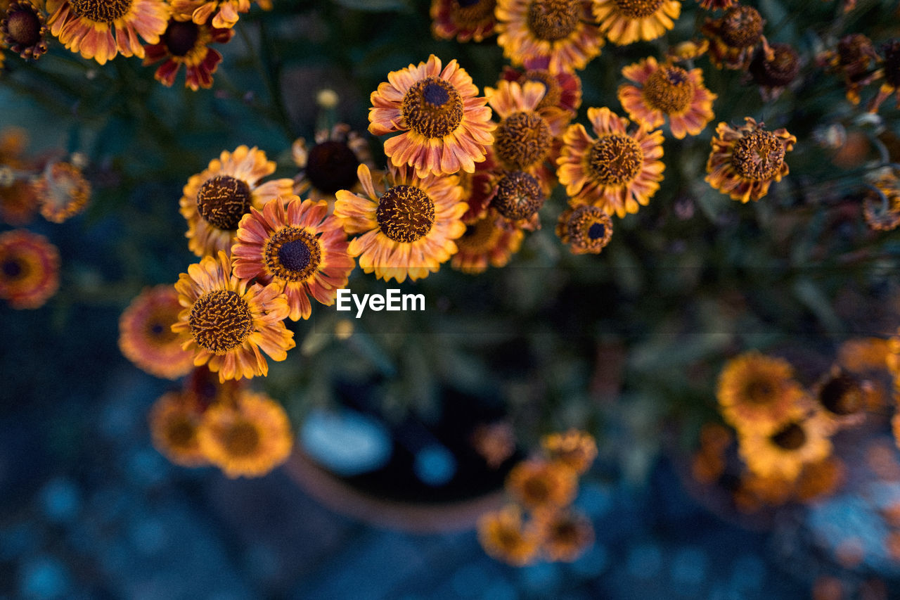 Close-up of yellow flowers blooming outdoors