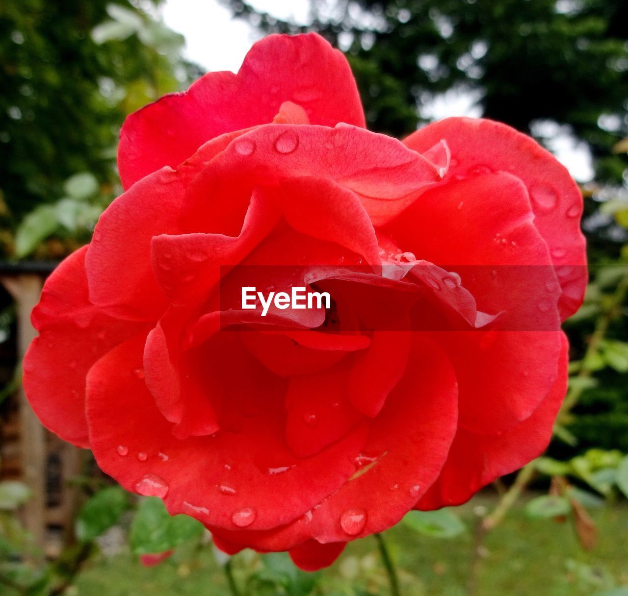 CLOSE-UP OF WET RED ROSE IN WATER