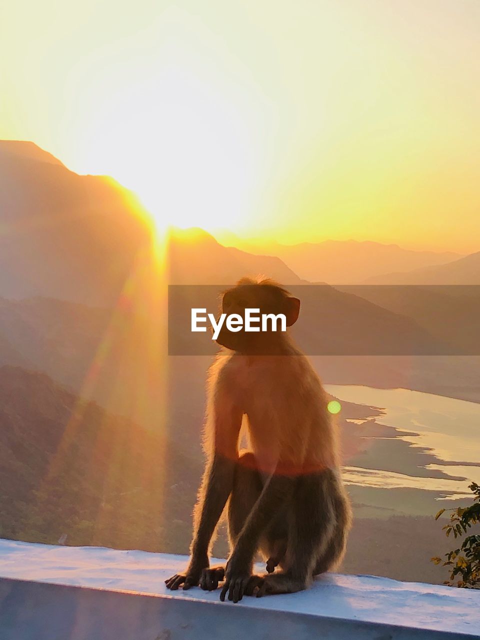 Two cats sitting on mountain against sky during sunset