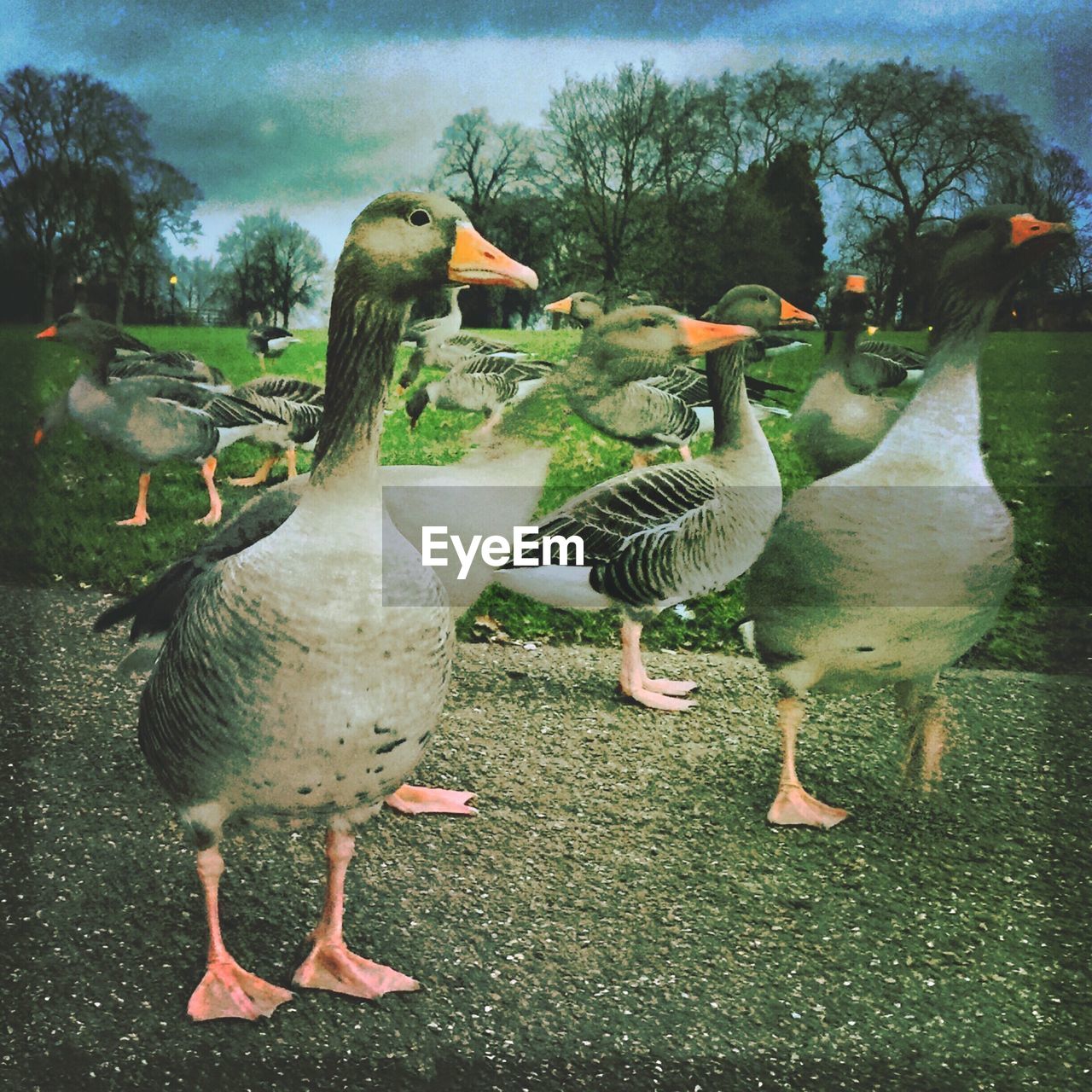 Flock of ducks standing in field