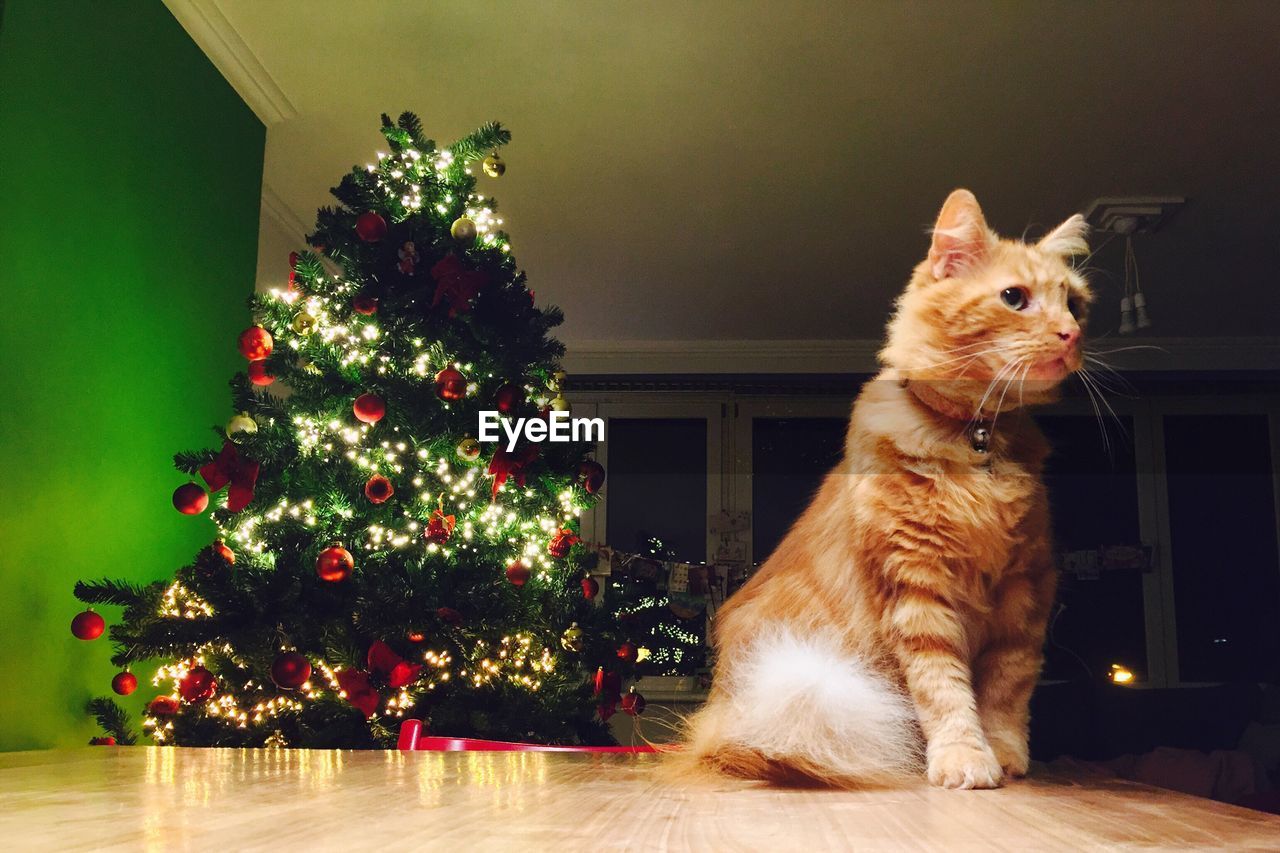 Cat sitting on table against christmas tree