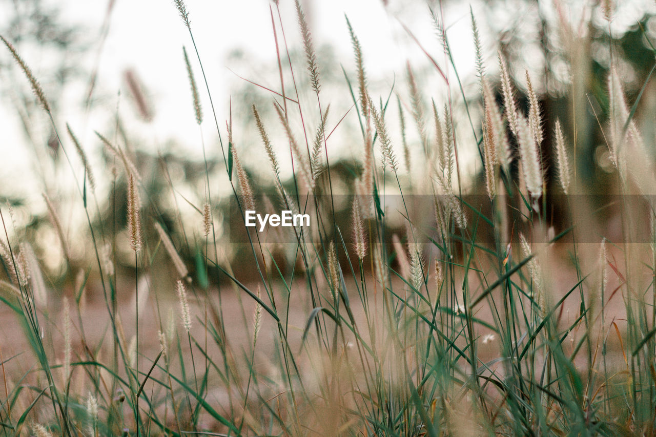 CLOSE-UP OF STALKS IN FIELD AGAINST SKY