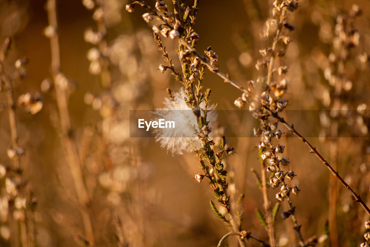 Close-up of flowering plant on field