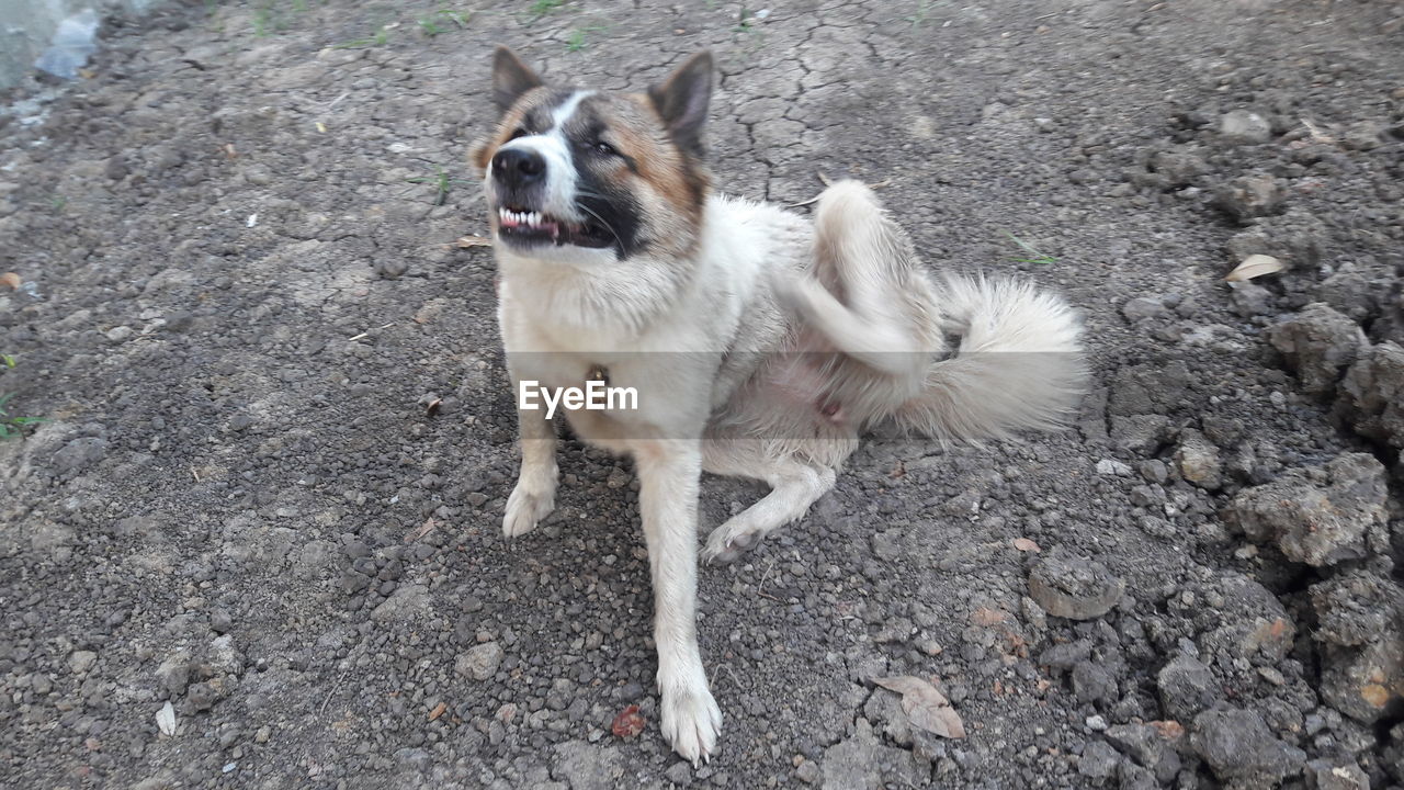 HIGH ANGLE VIEW OF DOG ON GROUND