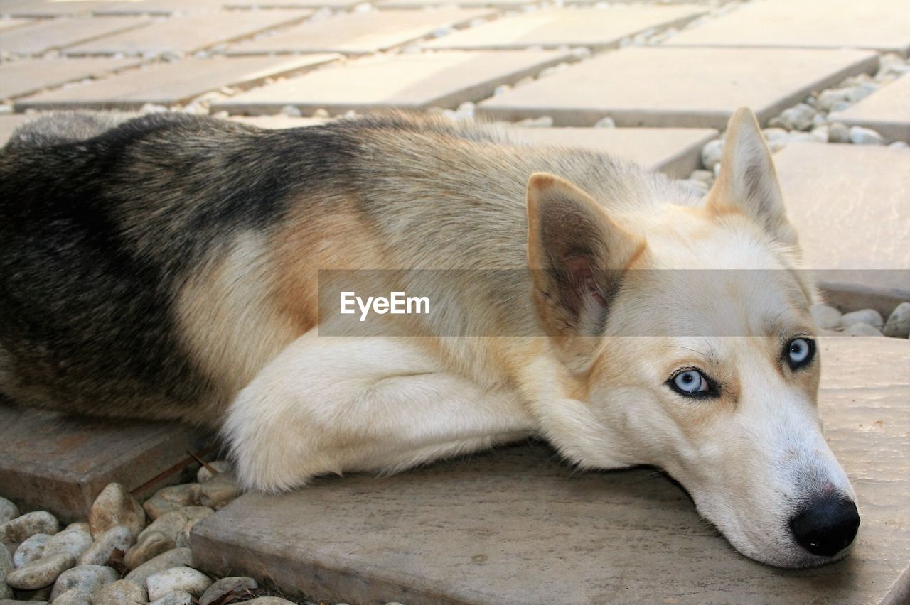 Close-up of dog lying down