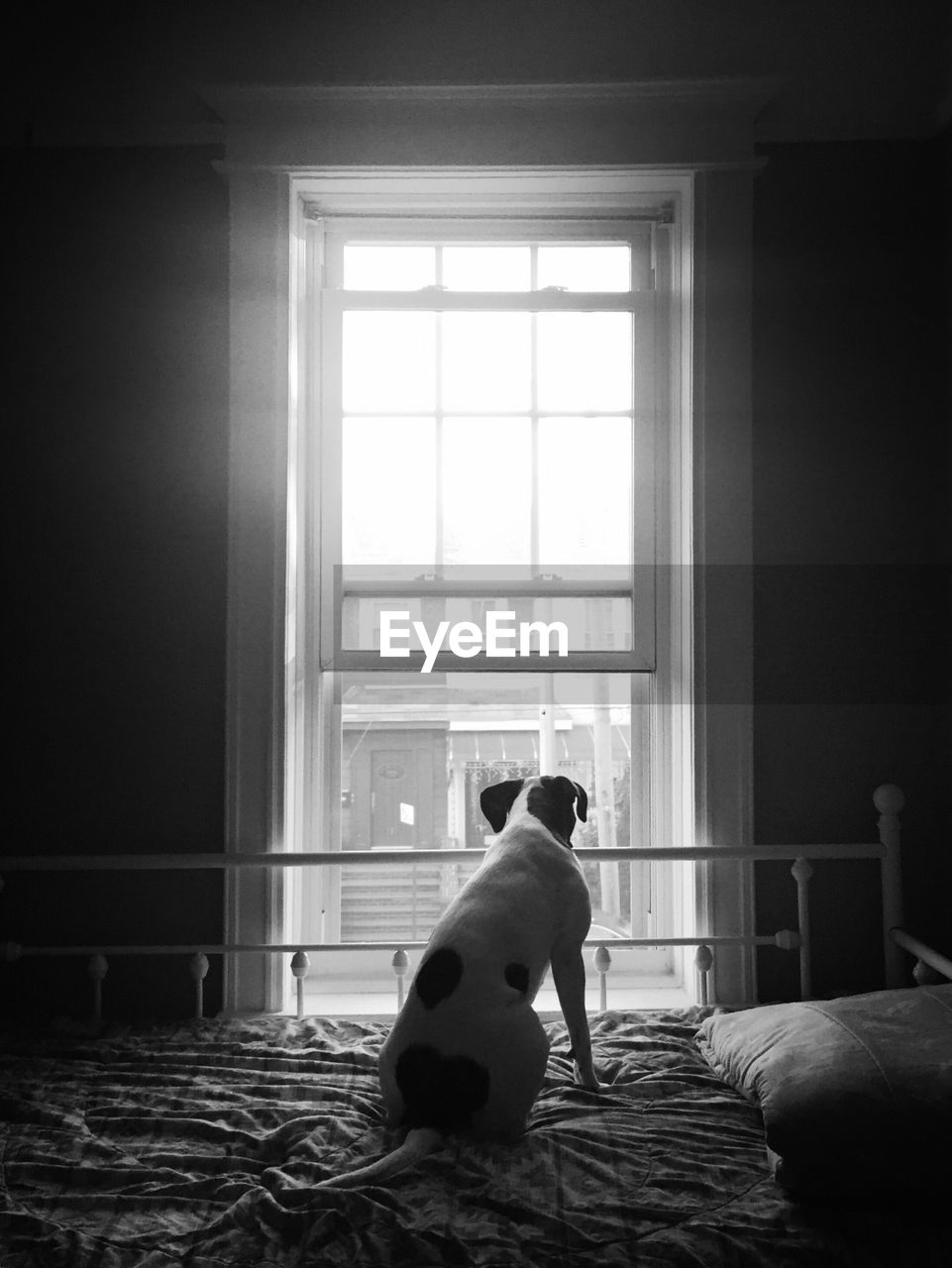 Rear view of dog sitting by window at home