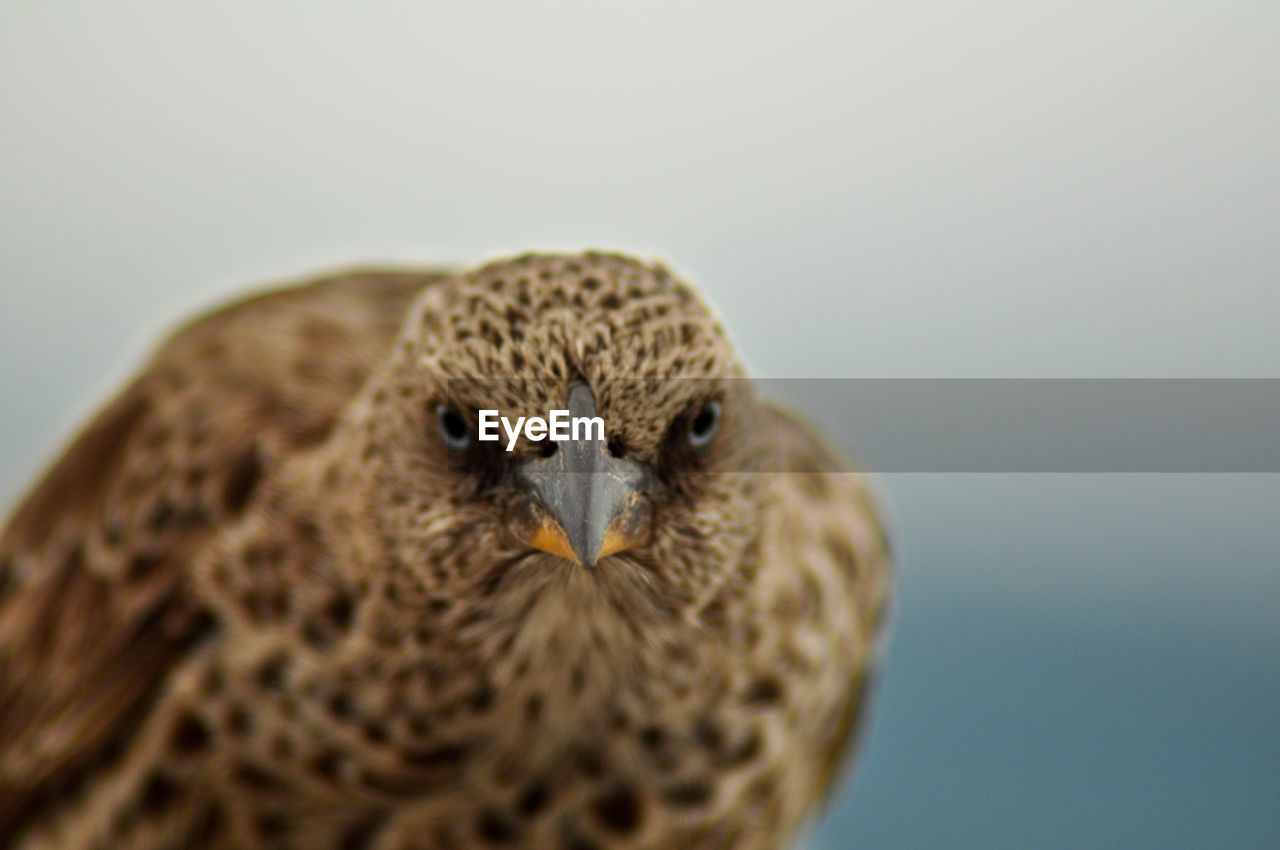 Close-up portrait of falcon against gray background