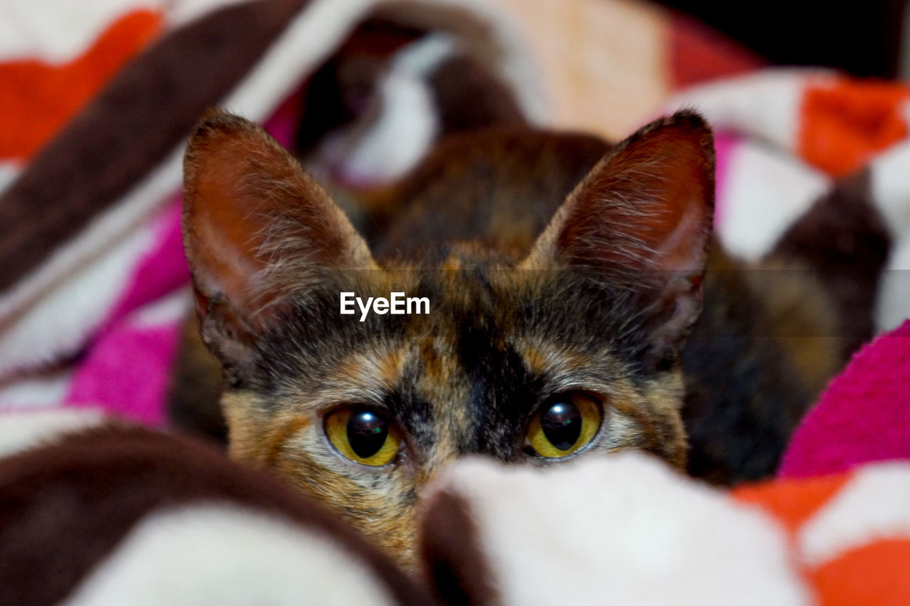 PORTRAIT OF KITTEN LYING ON BED AT HOME