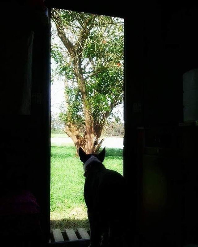 VIEW OF TREES THROUGH WINDOW