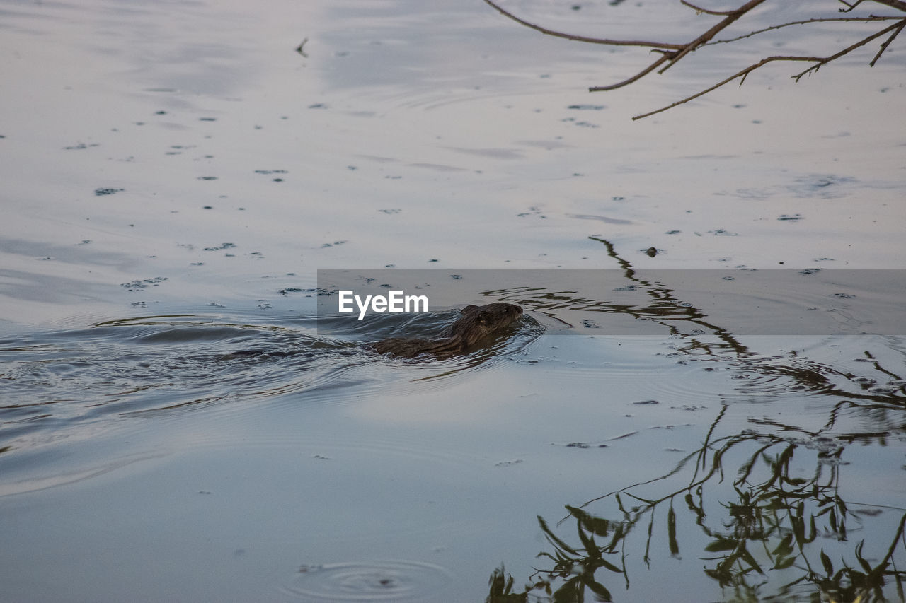 HIGH ANGLE VIEW OF DUCK SWIMMING ON LAKE