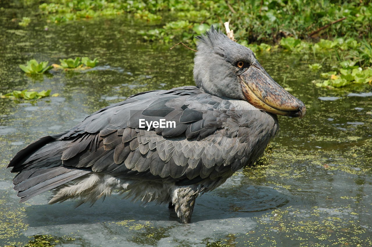 Shoebilled stork in lake