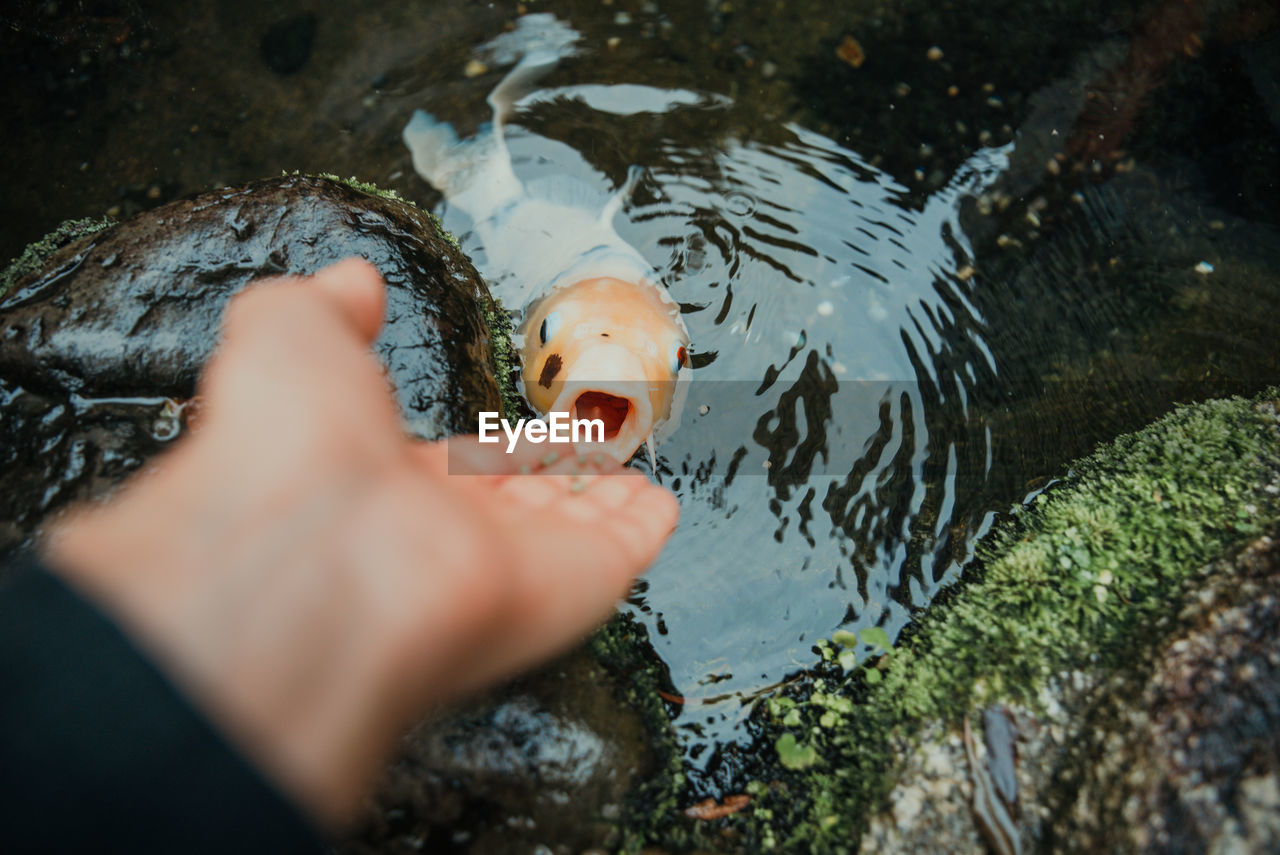 High angle view of hand holding fish swimming