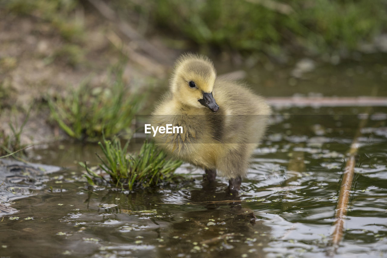 CLOSE-UP OF YOUNG BIRD IN LAKE