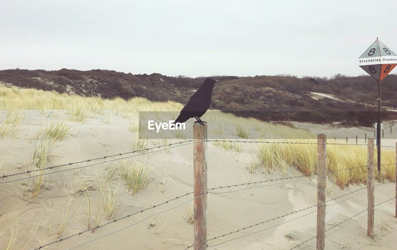 BIRD PERCHING ON WOODEN POST