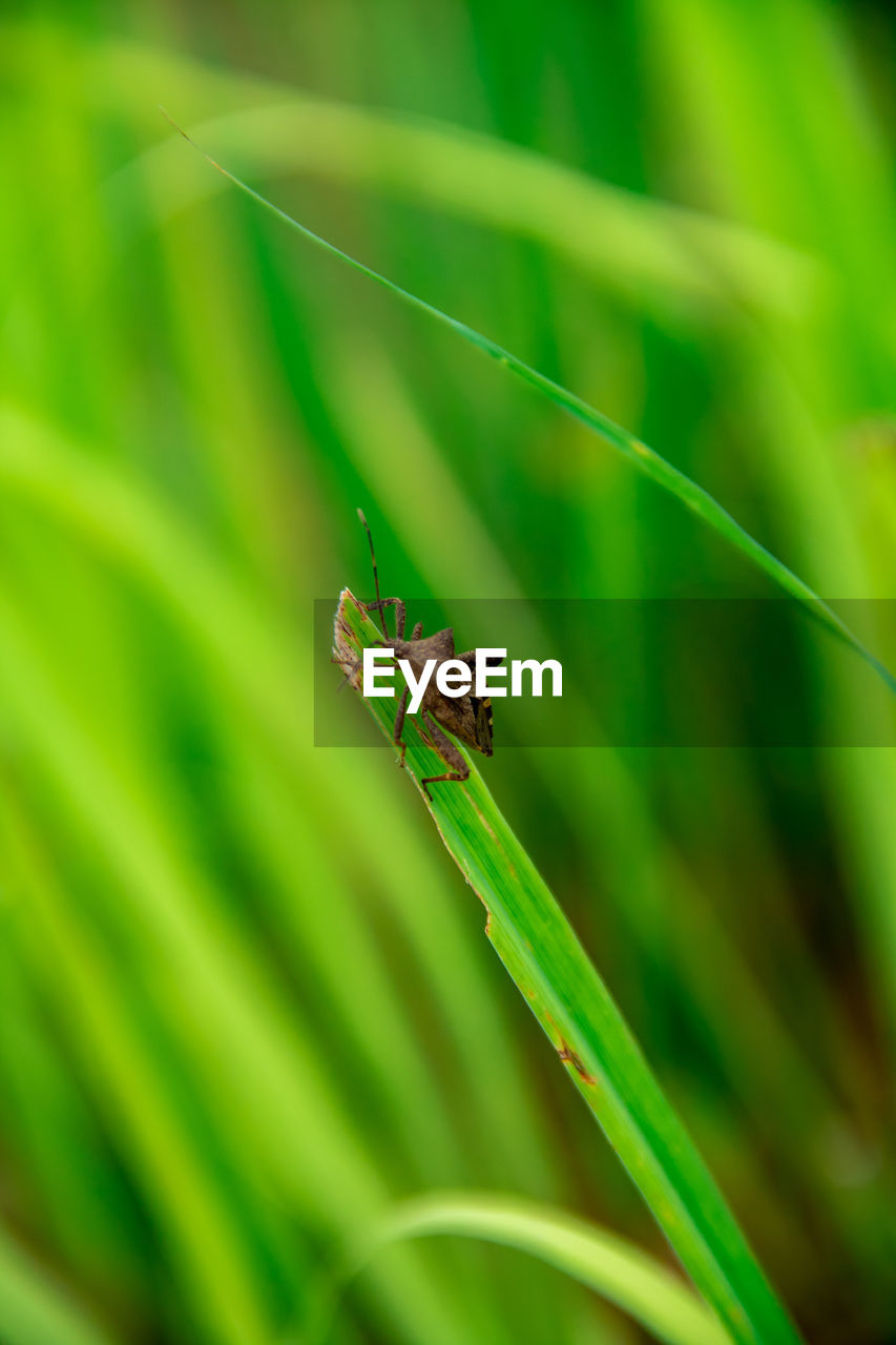 Close-up of insect on plant