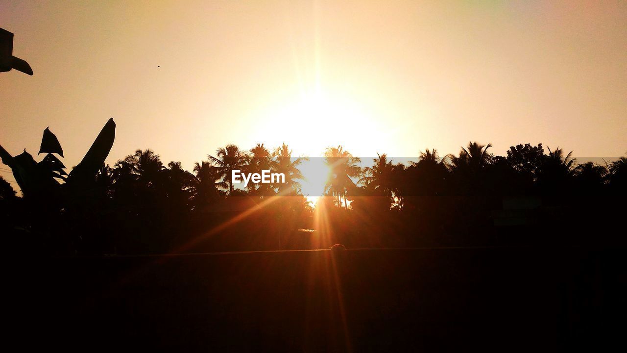 SUN SHINING THROUGH TREES AT SUNSET