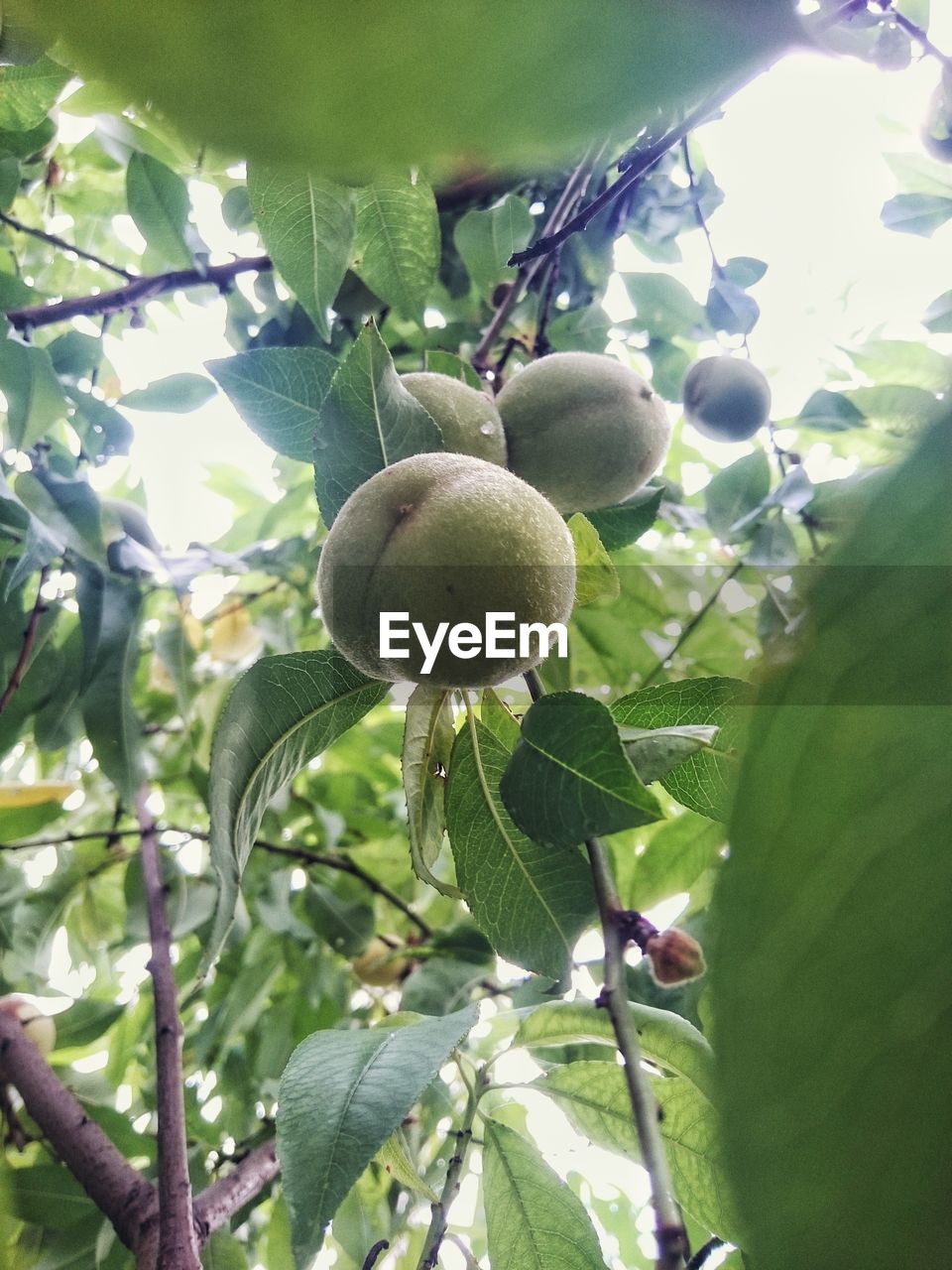 Close-up of fruits growing on tree