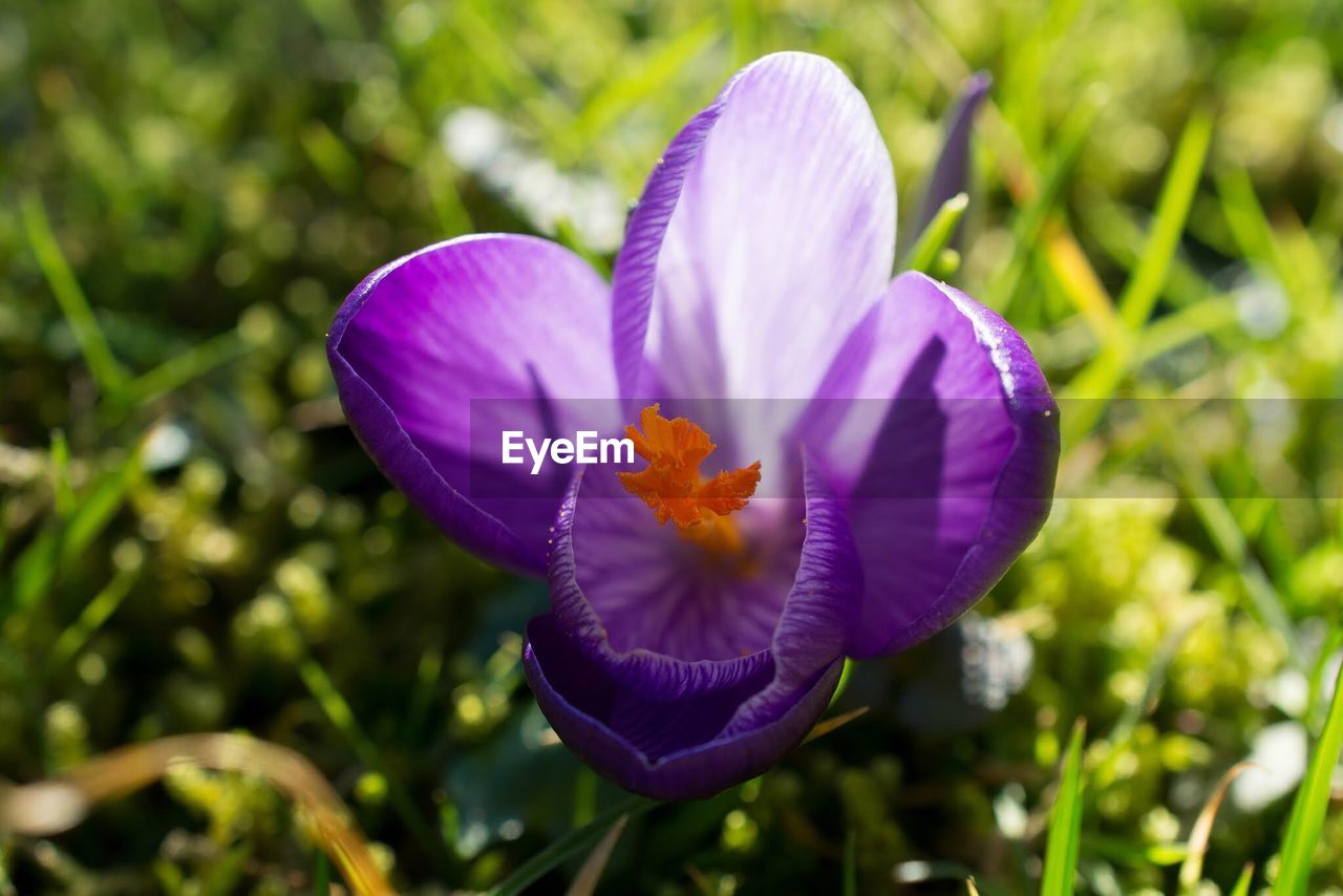 Close-up high angle view of a flower