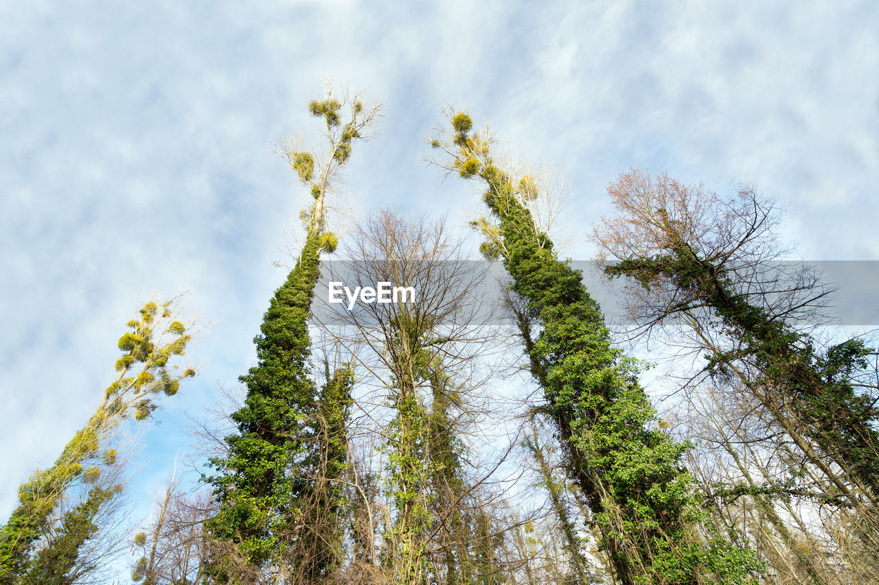 Low angle view of trees against sky