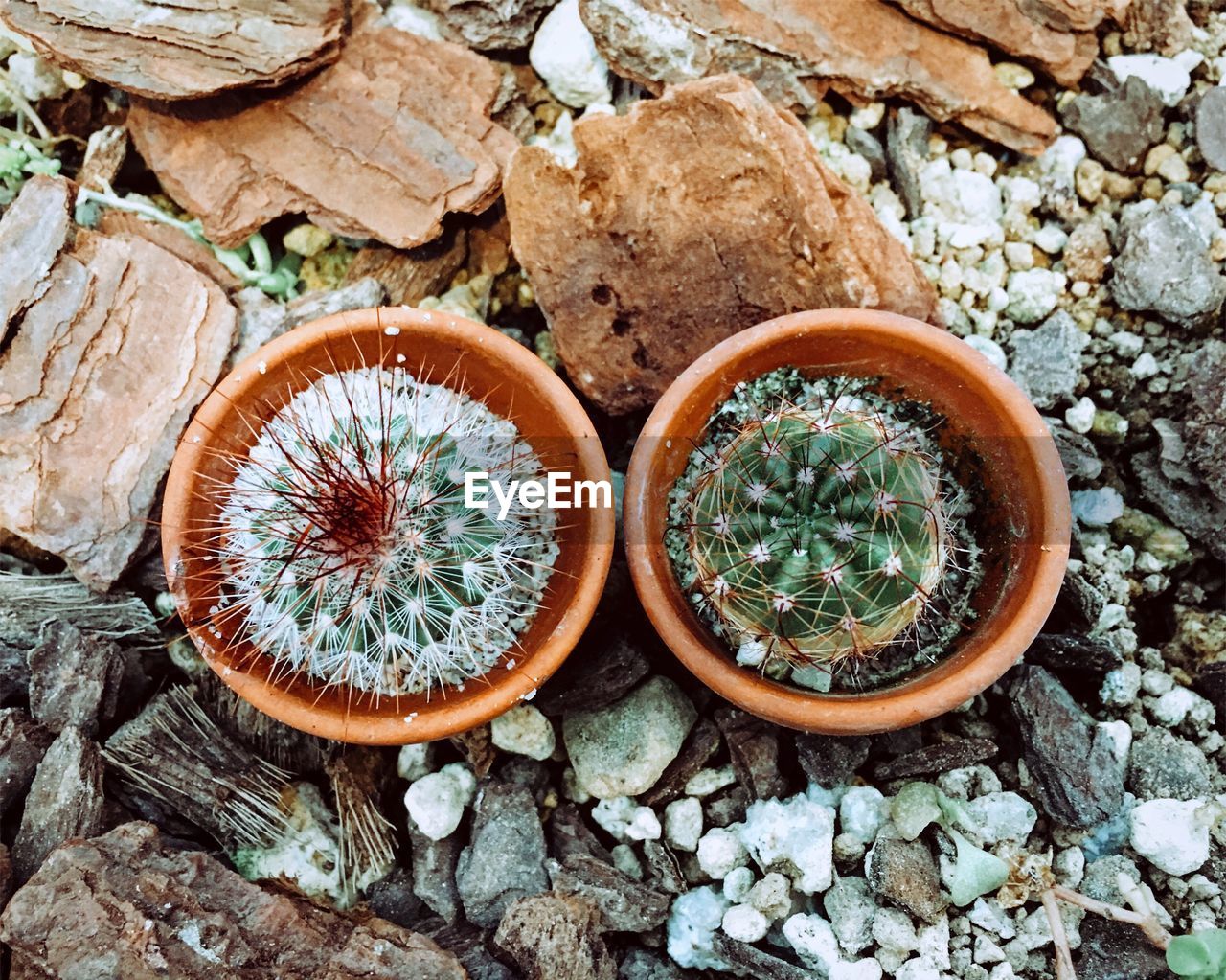 HIGH ANGLE VIEW OF CACTUS PLANT