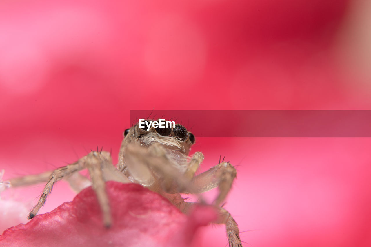 Close-up of jumping spider on leaf