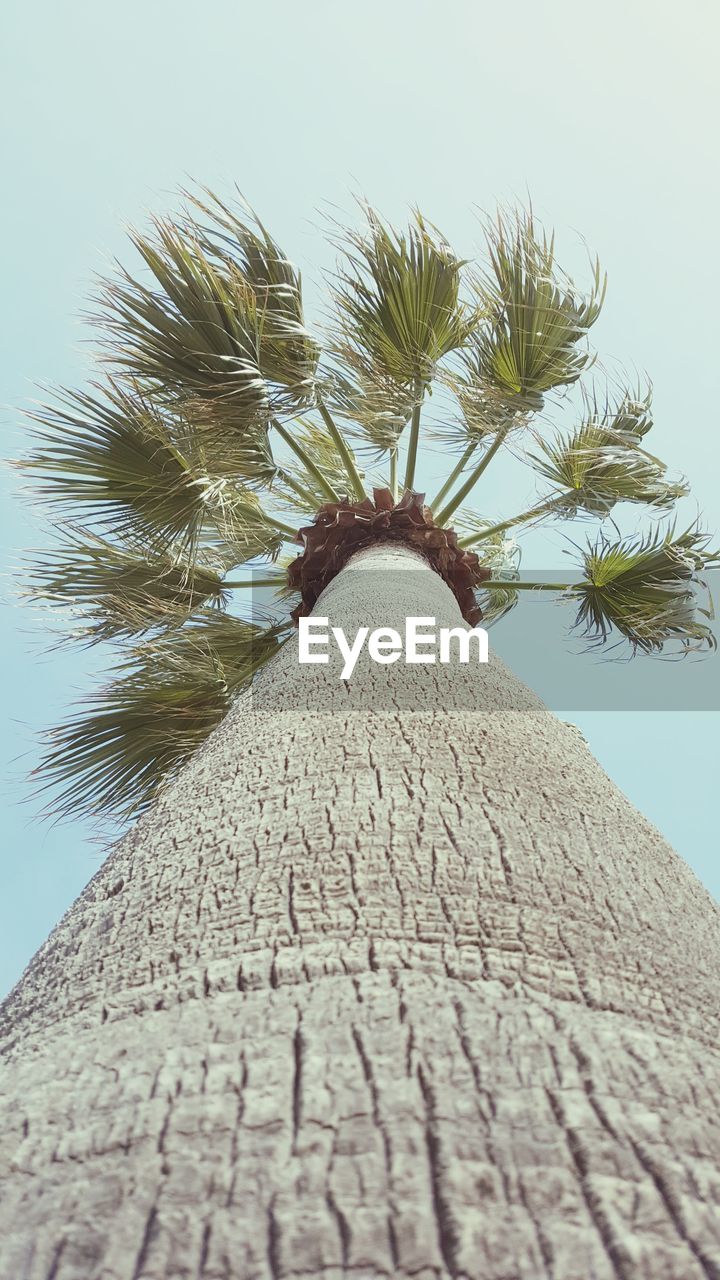 LOW ANGLE VIEW OF PALM TREE AGAINST SKY