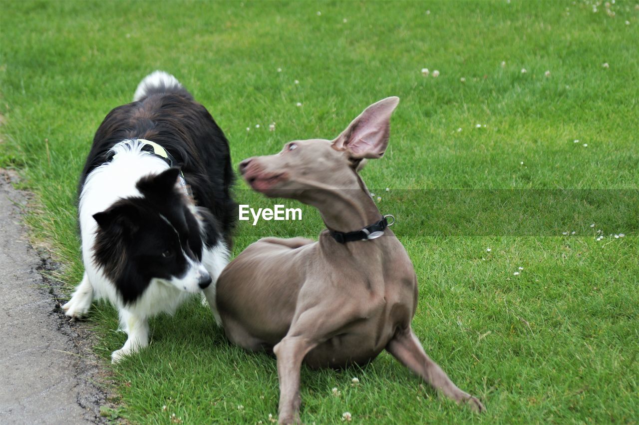 TWO DOGS ON GRASSLAND