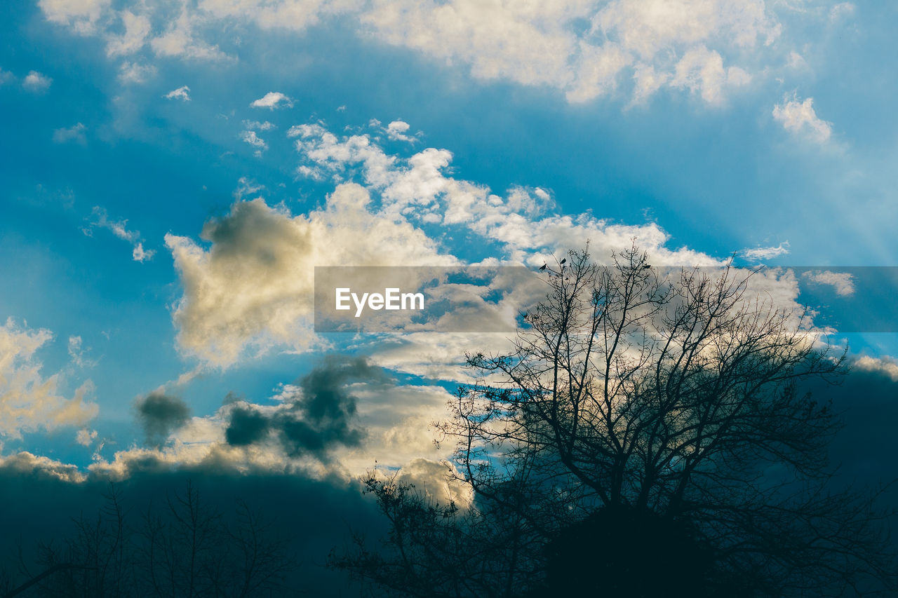 LOW ANGLE VIEW OF TREES AGAINST BLUE SKY