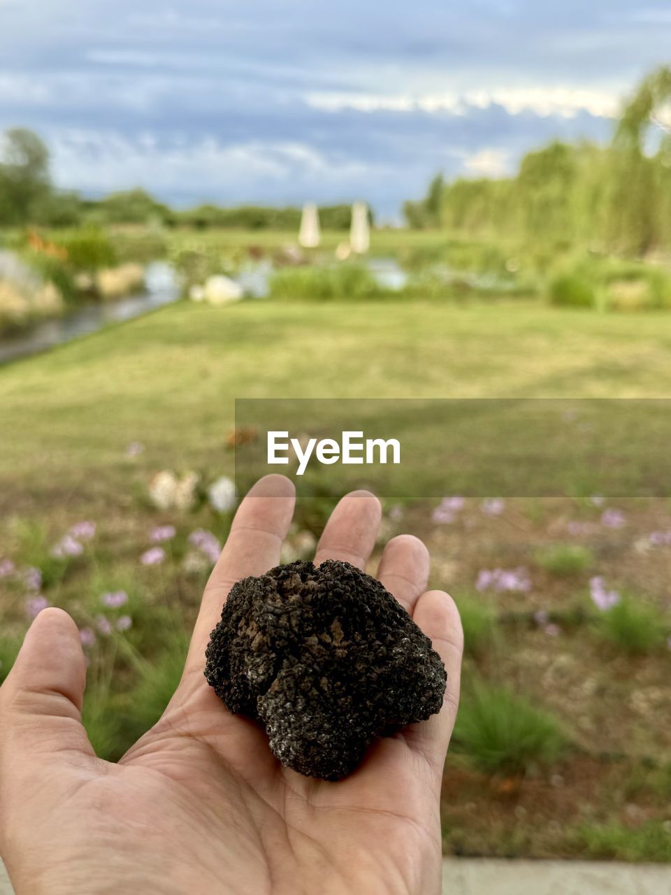 hand, one person, plant, soil, holding, focus on foreground, nature, grass, tree, environment, personal perspective, day, flower, sky, landscape, food, leaf, finger, green, cloud, leisure activity, outdoors, close-up, land, adult, food and drink, freshness, lifestyles, lawn, beauty in nature, field, growth