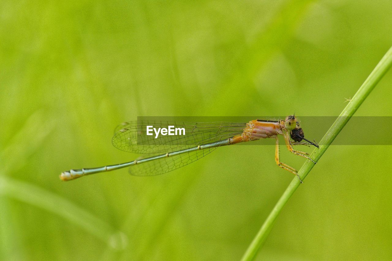 Close-up of dragonfly on leaf