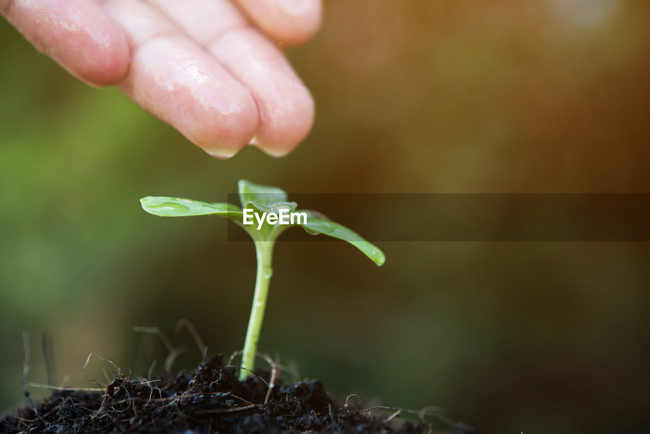 Close-up of person watering seedling