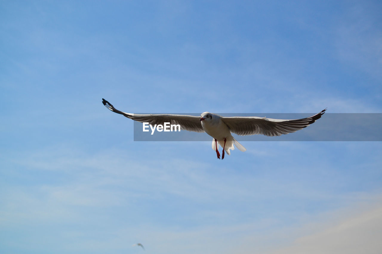 Low angle view of seagull flying