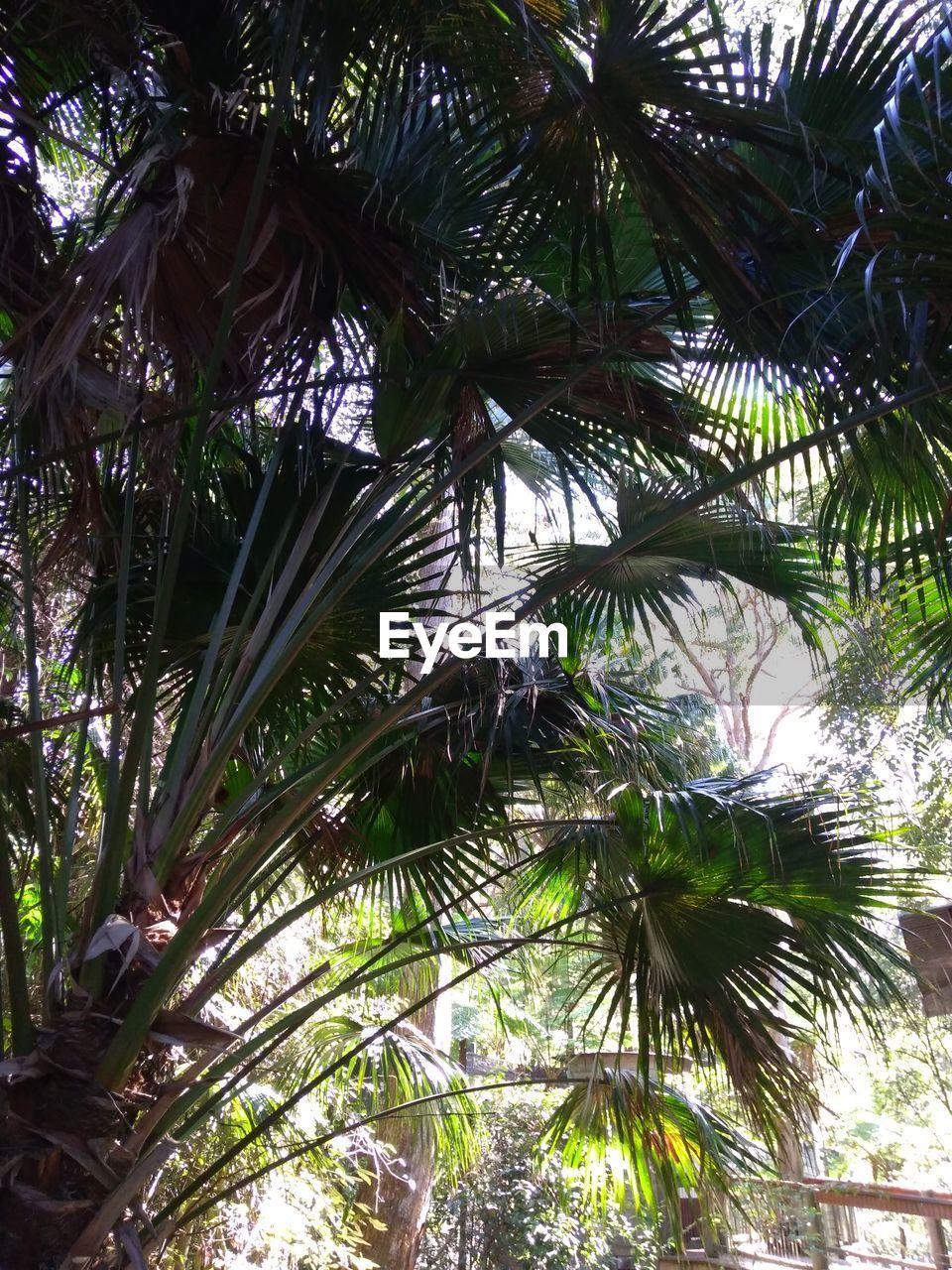 LOW ANGLE VIEW OF COCONUT PALM TREES