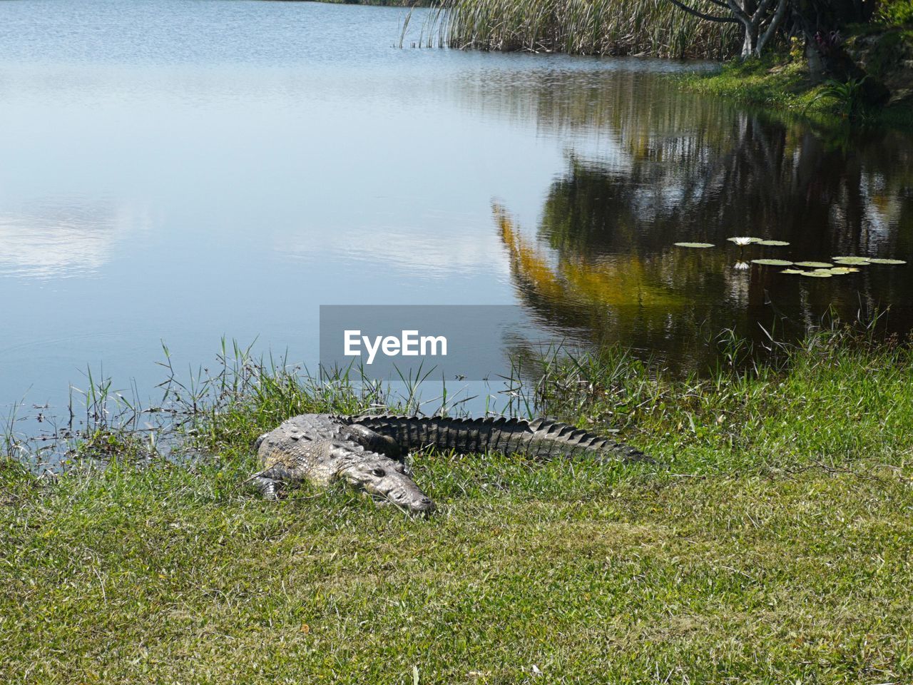 VIEW OF AN ANIMAL ON GRASS