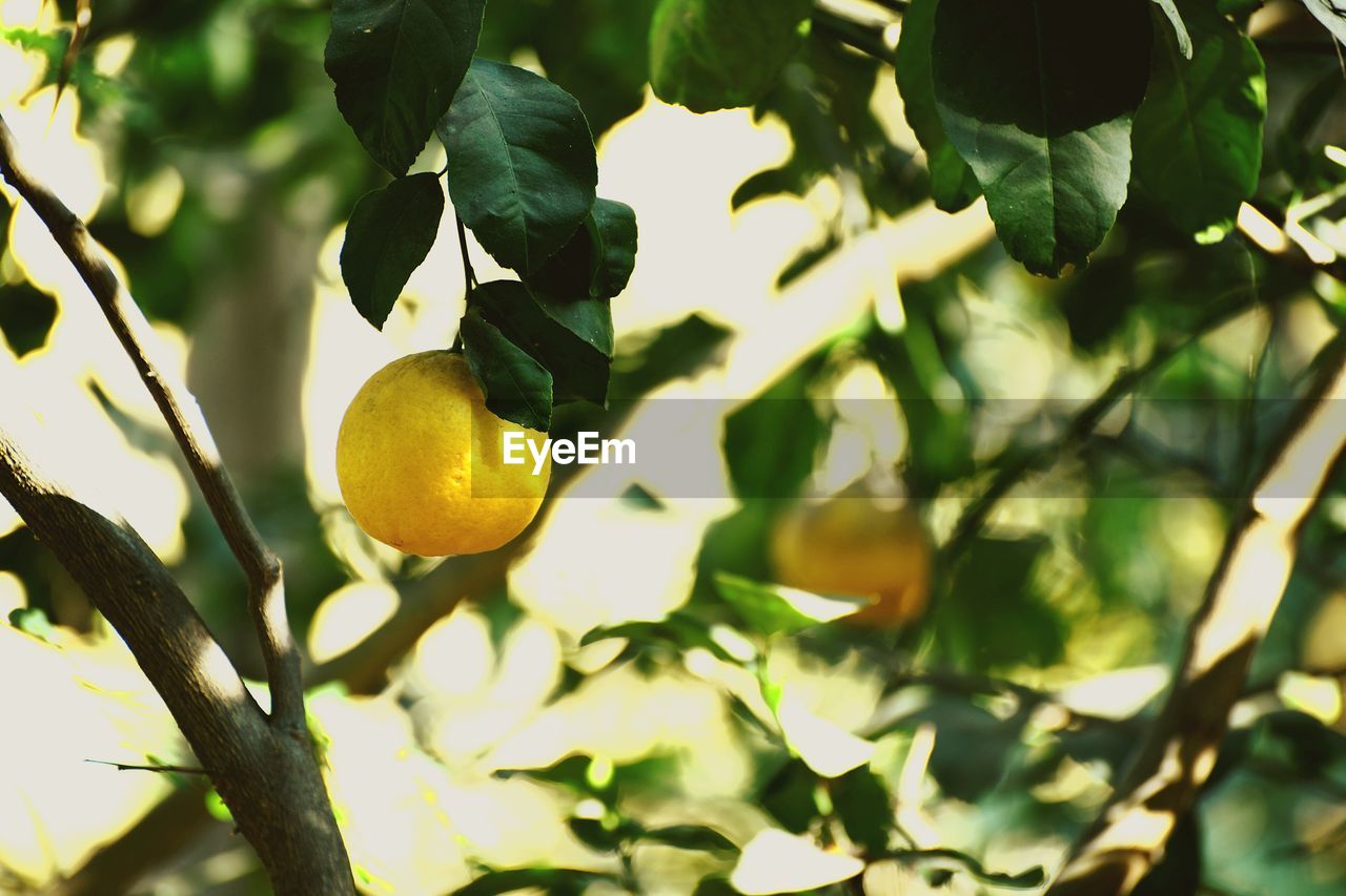 LOW ANGLE VIEW OF ORANGES ON TREE AGAINST SKY